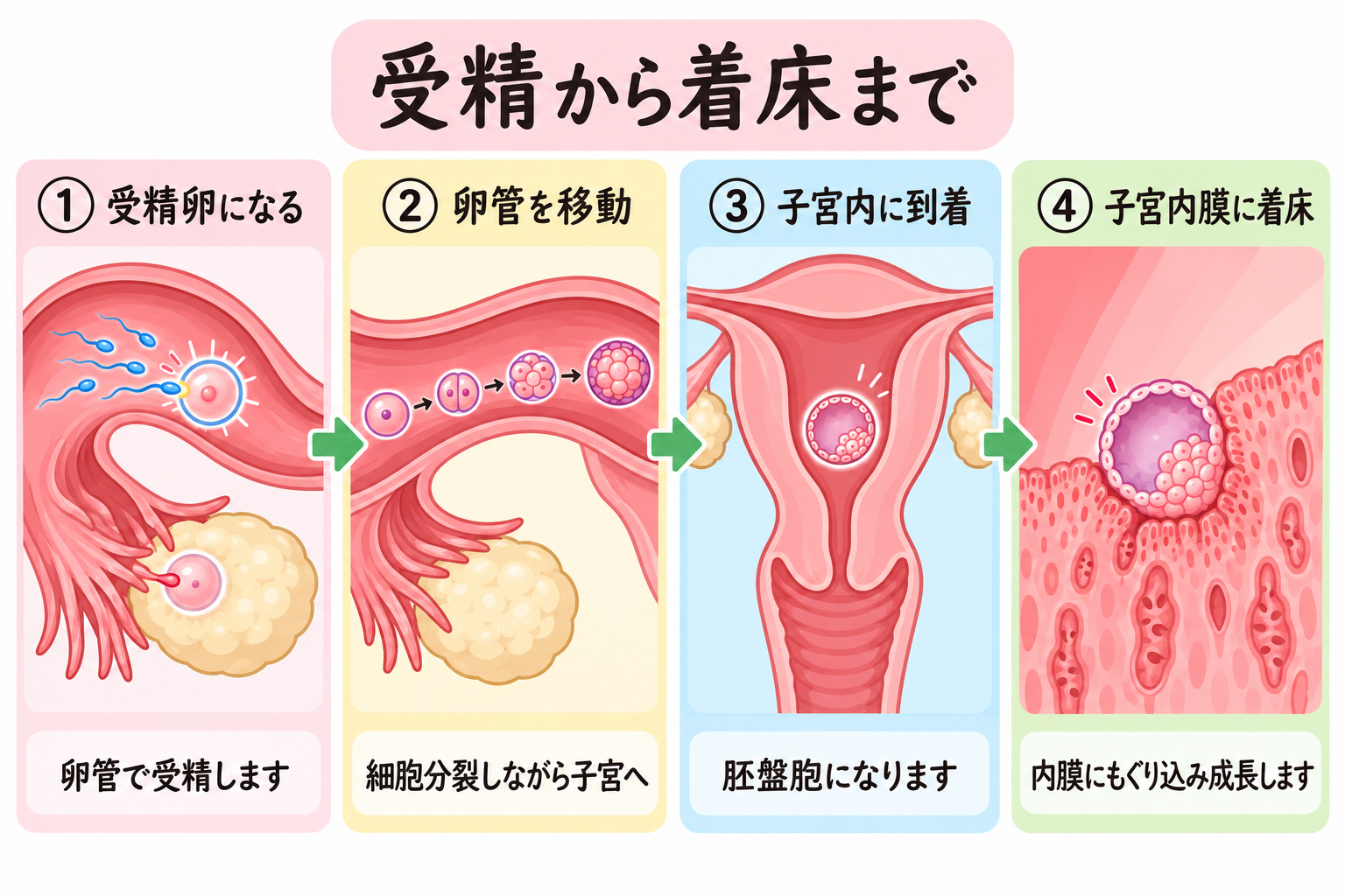 受精から着床までの流れ