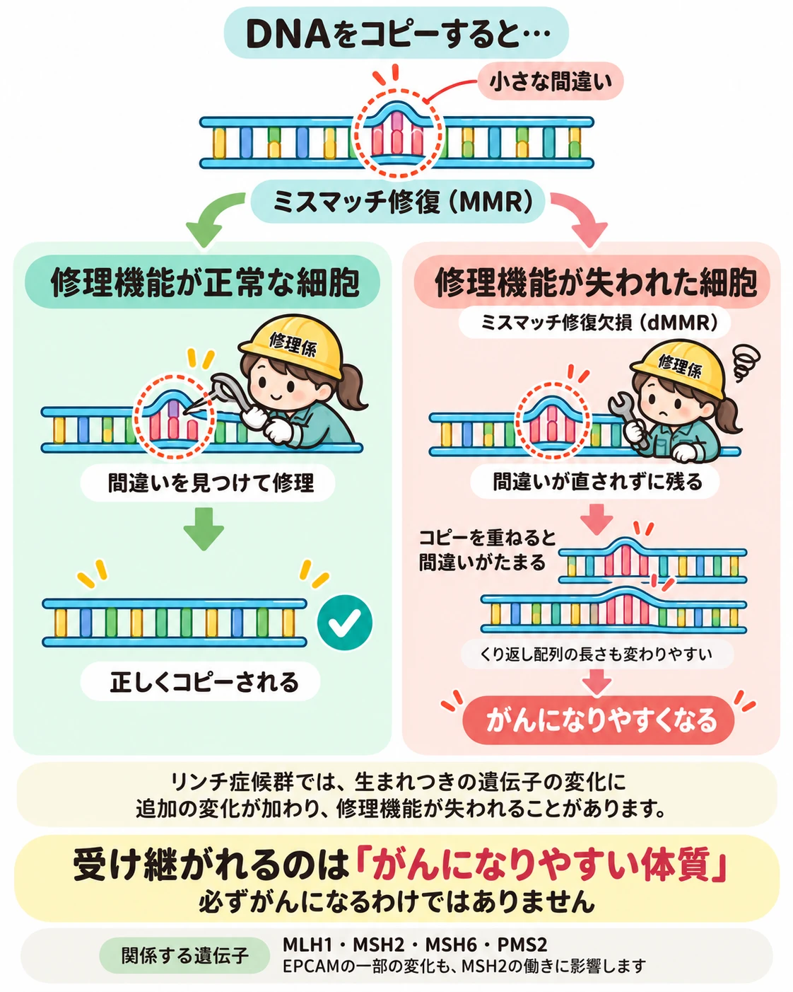DNAコピー時の小さな間違いをミスマッチ修復が直す正常な細胞と、修復機能が失われた細胞(dMMR)で間違いがたまりがんになりやすくなる仕組みの比較図