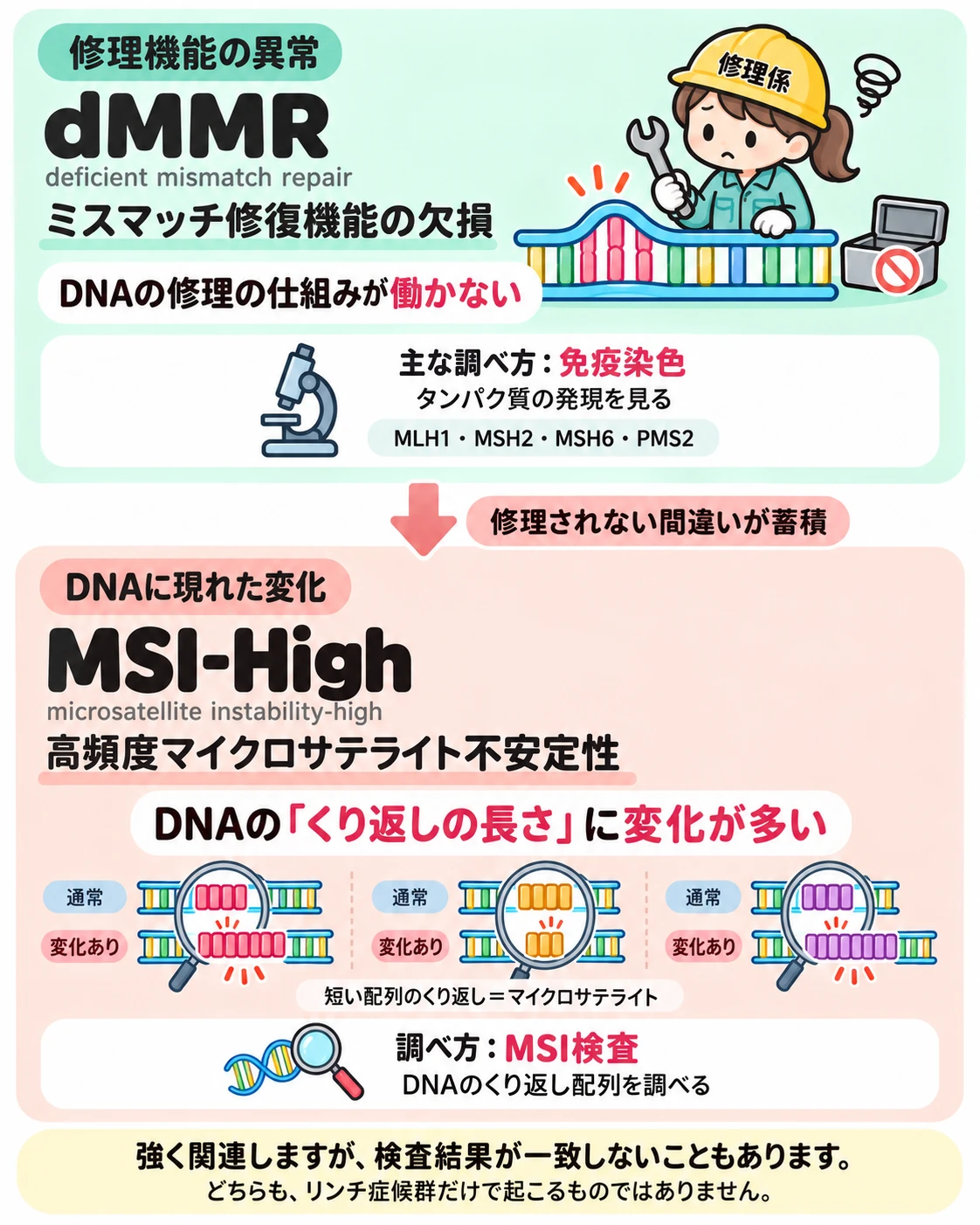 dMMR(ミスマッチ修復機能の欠損)とMSI-High(高頻度マイクロサテライト不安定性)の違いと、それぞれの調べ方(免疫染色とMSI検査)の図解
