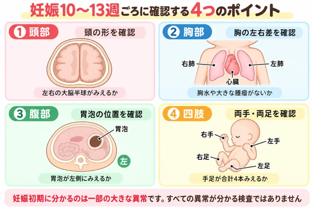 妊娠10〜13週ごろに確認する4つのポイント